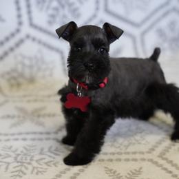 Girl 1 - Black female Miniature Schnauzer puppy in Snowflake / Phoenix, Arizona from Snowflake Schnauzers