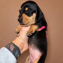 Josie - Black and cream female Dachshund puppy in Madison, Wisconsin from SK Miniature   Dachshunds