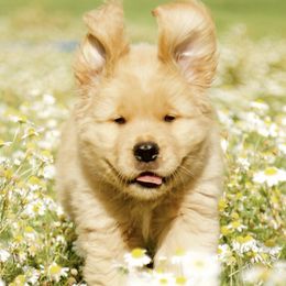 Golden Retrievers from Golden Meadow Puppies