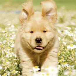 Golden Retrievers from Golden Meadow Puppies