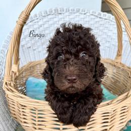 Bingo - Chocolate female Goldendoodle puppy in Taylorsville, Georgia from Sweet Southern Doodles