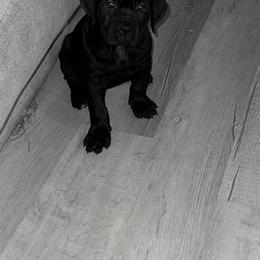 Cane Corso Puppies from Elite Legacy Corsos