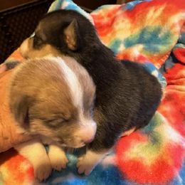 American Corgi and Pembroke Welsh Corgi Puppies from Angelique Brooks