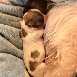 Persephone - Tricolor female Shih Tzu puppy in Durham, North Carolina from The 🐾 Tang Clan Chronicle & Nursery
