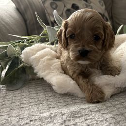 Girl 1 - Apricot female Cavapoo puppy in Milan, Illinois from Poppy Garden Doodles