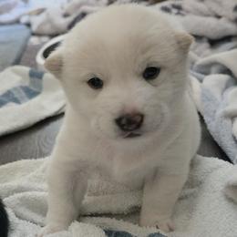 Jessie- Blue Collar - Cream female Shiba Inu puppy in Windermere, Florida from Priscilla's Shiba Inus