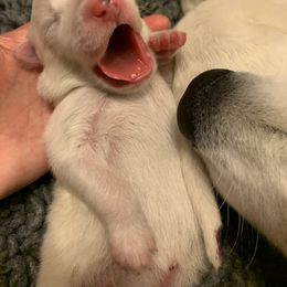 Samoyed Puppies from Velvet Sky