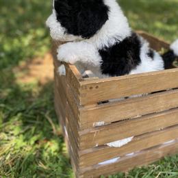 Sheepadoodle Puppies from Primrose Cottage Puppies