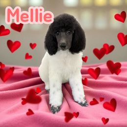 Girl 2 - Parti female Poodle puppy in Port Orange, Florida from Daytona’s Standard Poodles