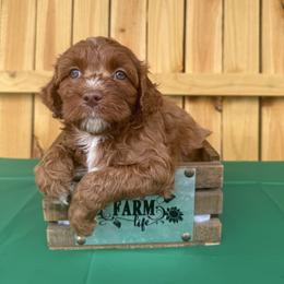 Velma - Red female Cockapoo puppy in Connersville, Indiana from MoonShine Babies