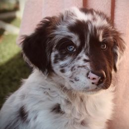 Australian Shepherd Puppies from Tru Blu Aussies