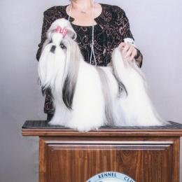Agnes - Shih Tzu