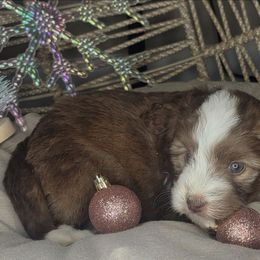 Apple - Red female Aussiedoodle puppy in Lincoln, California from Pasta Puppies Doodles