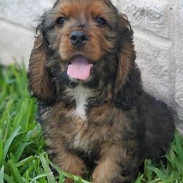 Cocker Spaniels from Fonzsteel American Cocker Spaniels