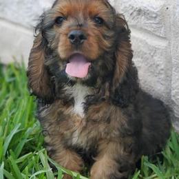 Cocker Spaniels from Fonzsteel American Cocker Spaniels