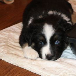 Australian Shepherd Puppies from Eagles Landing Miniature Americans