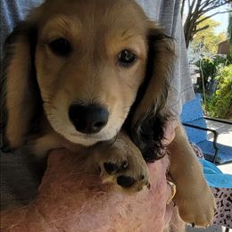 Luca - Cream male Dachshund puppy in Randolph, Texas from Spindle's Little Treasures