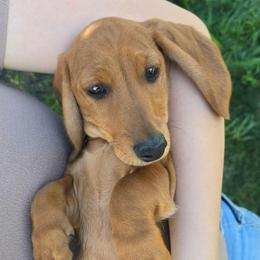 Conrad - Sable male Dachshund puppy in Signal Mountain, Washington from Hot Diggity Doxens
