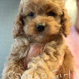 Ashoka girl - Red female Cockapoo puppy in Haines City, Florida from Camic Cockapoos
