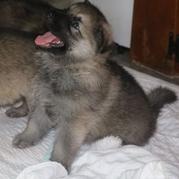 German Shepherd Puppies from Silver Raye German Shepherds