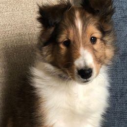 Shetland Sheepdog Puppies from Southern Shelties