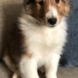 Shetland Sheepdog Puppies from Southern Shelties