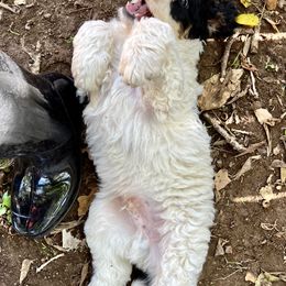 Bernedoodle and Goldendoodle Puppies from Central Texas Doodles, LLC.