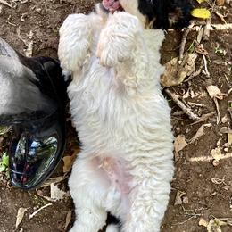 Bernedoodle and Goldendoodle Puppies from Central Texas Doodles, LLC.
