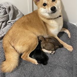 Shiba Inu puppies from Belle City Shibas