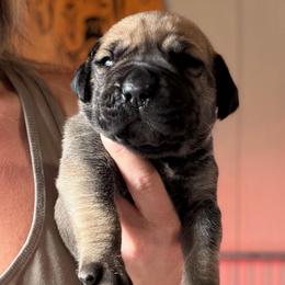 Onyx (Black Collar) - Reddish brown male Boerboel puppy in Manitowoc, Wisconsin from Mae Boerboel
