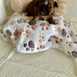 Axel - Black Shih Tzu puppy in Covington, Louisiana from Oakview Kennels