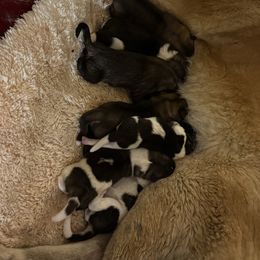 Cindy Lou Who - Red female Akita puppy in Lebanon, Virginia from Majestic Valley Farms