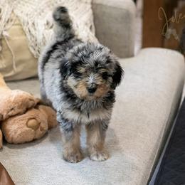 Mary Cassatt - Blue merle female Bernedoodle puppy in Eureka, Illinois from Joley Aire Family Dogs