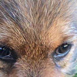 Norwich Terriers from Shaksper Norwich