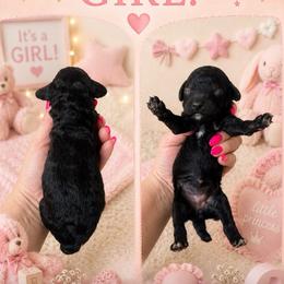 Girl 3 - Black female Poodle puppy in Calimesa, California from Teakwoodpoodleofsocal