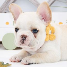 BRENE' - Classic Cream - Cream female French Bulldog puppy in West Plains, Missouri from Must Be Frenchies & Crown Of Curls Bolonka