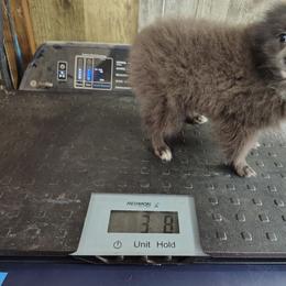 Blu AKC tiny - Blue male Pomeranian puppy in Andrews, South Carolina from Purple Diamonds Kennel