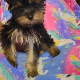 Yorkshire Terrier puppies from Little Yorkie Babies