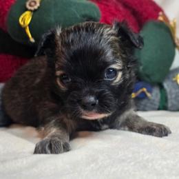 Sage - Blue and white male Chihuahua puppy in Plainfield, Indiana from Abby's Pampered Pooches