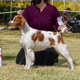 Mischa - Brittany