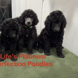 Poodle Puppies from Enjoy Life Kennels