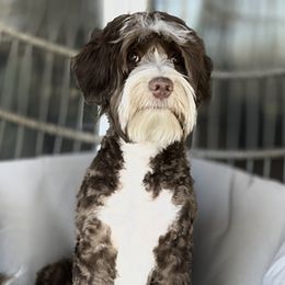 Finn - Australian Labradoodle