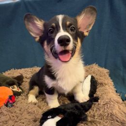 Scout - Black and tan male Pembroke Welsh Corgi puppy in Minooka, Illinois from Lucky J Corgis