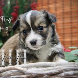 Sable Fluff Boy 3 - Tail - Sable male Pembroke Welsh Corgi puppy in Locust Grove, Oklahoma from Hidden Hillsides Corgis