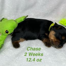 Chase - Black and tan male Yorkshire Terrier puppy in Ashland, Kentucky from Yorkie Paw