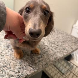 Otter - Blue and tan female Dachshund puppy in El Paso, Texas from IVK9's Dachshunds