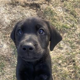 Woodie - Black male Labrador Retriever puppy in Newaygo, Michigan from Royal Oak Gundogs