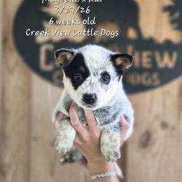 Girl 2 - Blue female Australian Cattle Dog puppy in Monroe, North Carolina from Creek View Cattle Dogs