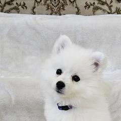American Eskimo Dog Puppies from SoCal American Eskimos