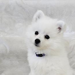 American Eskimo Dog Puppies from SoCal American Eskimos